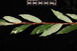 Salix daphnoides. Mature leaves.
 Image: D. Glenny © Landcare Research 2020 CC BY 4.0